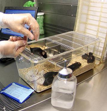 Universitat Miguel Hernández. Àrea de Rates Genèticamente Modificades. Servici d'Experimentació Animal en el Campus de Sant Joan
